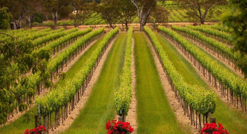 Hewitson Vineyard in Spring